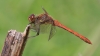 IMG_7210 Sympetrum striolatum male